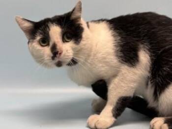 Ford -  Domestic Short Hair Cat for Adoption in Golden Valley, Minnesota - Ford | PetCurious