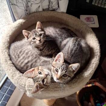Charlie Brown -  Domestic Short Hair Cat for Adoption in Woodinville, Washington - Charlie Brown | PetCurious