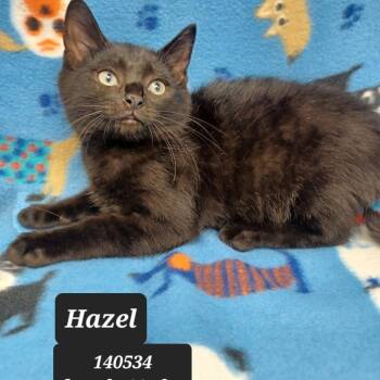 Hazel -  Domestic Short Hair Cat for Adoption in New Tazewell, Tennessee - Hazel | PetCurious