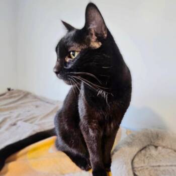 Domestic Short Hair Cats Available for Adoption - Fwank | PetCurious