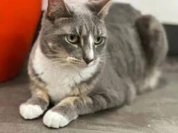 Domestic Short Hair Cats Available for Adoption - Dana | PetCurious