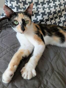 IDUNA -  Calico Cat for Adoption in Capshaw, Alabama - IDUNA | PetCurious