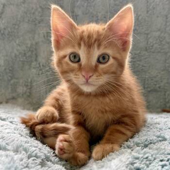 Domestic Short Hair Cats Available for Adoption in Hailey, Idaho - Scout | PetCurious