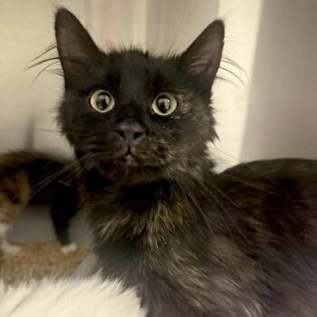 Glinda -  Domestic Medium Hair Cat for Adoption in Cody, Wyoming - Glinda | PetCurious