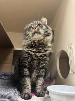 Lazlow -  Domestic Short Hair Cat for Adoption in Quakertown, Pennsylvania - Lazlow | PetCurious