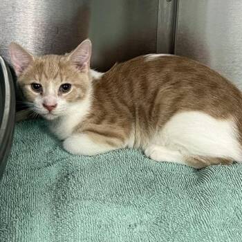 Collins -  Domestic Short Hair Cat for Adoption in Lake Panasoffkee, Florida - Collins | PetCurious