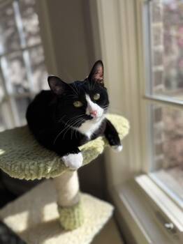 Dena - LOOK at her video -  Domestic Short Hair and Tuxedo Cat for Adoption in Tuscaloosa, Alabama - Dena - LOOK At Her Video | PetCurious