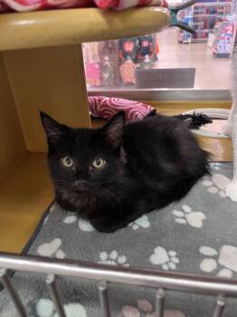 Flint -  Domestic Medium Hair Cat for Adoption in Scottsdale, Arizona - Flint | PetCurious