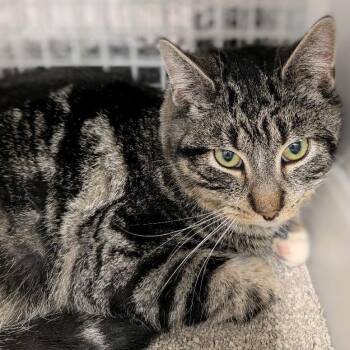 Domestic Short Hair Cats Available for Adoption - Ranger | PetCurious