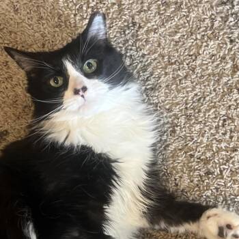 Domestic Long Hair Cats Available for Adoption in Chattanooga, Tennessee - Minnie | PetCurious