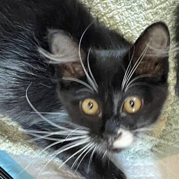 Pioneer -  Domestic Short Hair Cat for Adoption in Salt Lake City, Utah - Pioneer | PetCurious