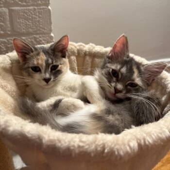 Anneliese -  Domestic Long Hair Cat for Adoption in Evanston, Illinois - Anneliese | PetCurious