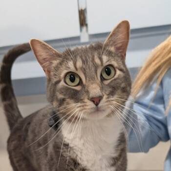 Domestic Short Hair Cats Available for Adoption - Socks | PetCurious