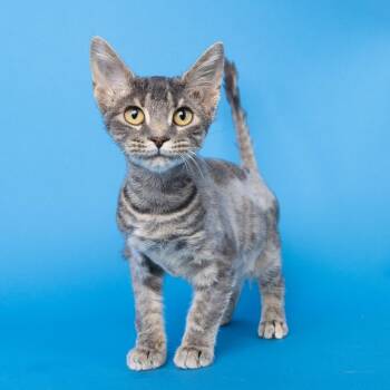 Buttons -  Domestic Short Hair Cat for Adoption in Franklin, Tennessee - Buttons | PetCurious