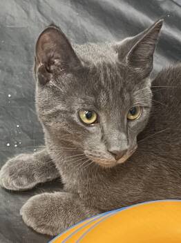 Nicky -  Domestic Short Hair Cat for Adoption in Hazlet, New Jersey - Nicky | PetCurious