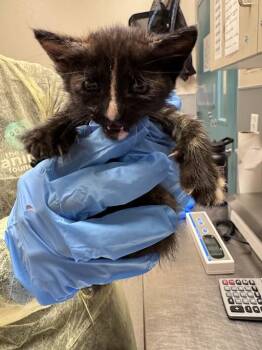 Domestic Short Hair Cats Available for Adoption in Las Vegas, Nevada - SESAME | PetCurious