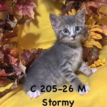 Foster Stormy -  Domestic Short Hair and Tiger Cat for Adoption in Batavia, New York - Foster Stormy | PetCurious