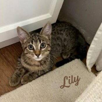 Tabby and Domestic Short Hair Cats Available for Adoption in Houston, Texas - Lily #tabby-brigade | PetCurious