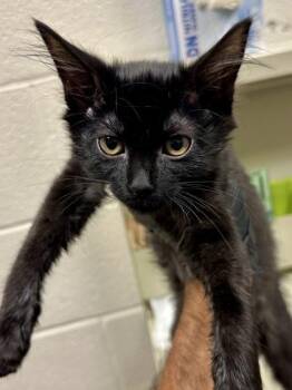 Sweetie -  Domestic Medium Hair Cat for Adoption in Wichita, Kansas - Sweetie | PetCurious