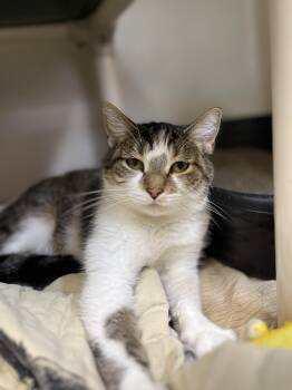 Penny -  Domestic Short Hair Cat for Adoption in Upper Sandusky, Ohio - Penny | PetCurious