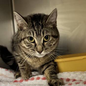 Domestic Short Hair Cats Available for Adoption in New York, New York - Esmerelda | PetCurious