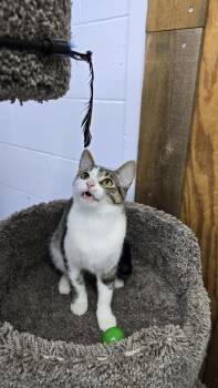 Pecan -  Domestic Short Hair Cat for Adoption in Mishawaka, Indiana - Pecan | PetCurious