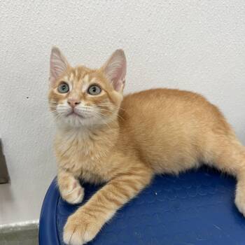 Cheeze It -  Domestic Short Hair Cat for Adoption in Palmetto, Florida - Cheeze It | PetCurious