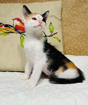 Purrlogue -  Domestic Short Hair Cat for Adoption in Groveland, Massachusetts - Purrlogue | PetCurious