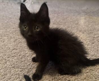 Onyx -  Domestic Short Hair and Domestic Medium Hair Cat for Adoption in Bethel Park, Pennsylvania - Onyx | PetCurious