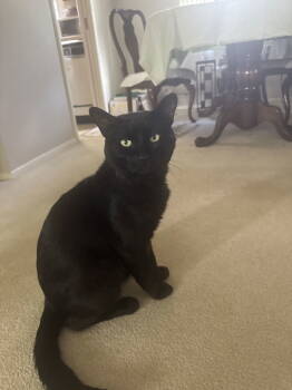 Rescue Domestic Short Hair Cats for Adoption in Rockaway, New Jersey - Oliver | PetCurious