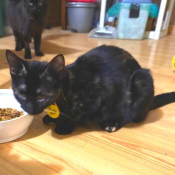 Rescue Domestic Short Hair Cats for Adoption in Merrifield, Virginia - Trudy McCracken | PetCurious