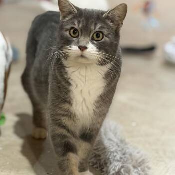 Domestic Short Hair Cats Available for Adoption in Buffalo, Minnesota - Tabitha *Meet Me At Eagan Petsmart* | PetCurious