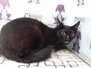 CLARA -  Domestic Short Hair Cat for Adoption in Orlando, Florida - CLARA | PetCurious