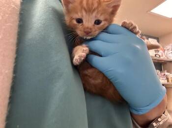 Domestic Short Hair Cats Available for Adoption in Riverside, California - BUZZ | PetCurious