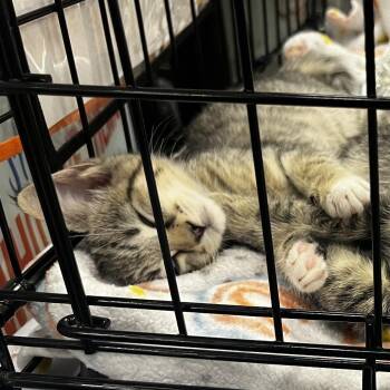 Fuji -  Domestic Short Hair Cat Available for Adoption in Cumming, Georgia - Fuji | PetCurious