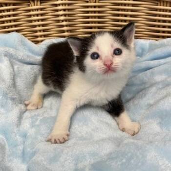 Dan -  Domestic Medium Hair Cat for Adoption in Benld, Illinois - Dan | PetCurious