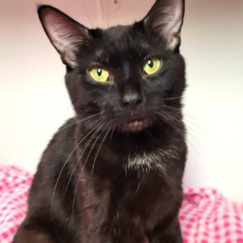 Juno -  Domestic Short Hair Cat for Adoption in South Elgin, Illinois - Juno | PetCurious