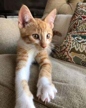 Carrot -  Domestic Short Hair Cat for Adoption in Grand Haven, Michigan - Carrot | PetCurious