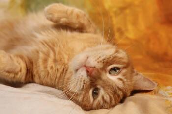Wesley -  Domestic Short Hair Cat for Adoption in New Prague, Minnesota - Wesley | PetCurious