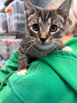 Minolta - At shelter -  Domestic Short Hair Cat for Adoption in Rustburg, Virginia - Minolta - At Shelter | PetCurious