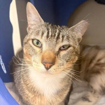 Domestic Short Hair Cats Available for Adoption in Burlingame, California - Mojo | PetCurious
