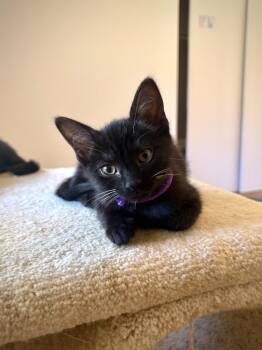 Azalea -  Domestic Short Hair Cat for Adoption in Los Angeles, California - Azalea | PetCurious
