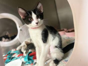CINDY -  Domestic Short Hair Cat for Adoption in Fort Wayne, Indiana - CINDY | PetCurious
