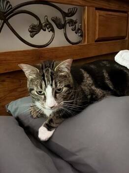 Boots -  Domestic Short Hair Cat for Adoption in Virginia Beach, Virginia - Boots | PetCurious