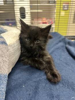 Arabella (Stoneybrook) -  Domestic Medium Hair Cat for Adoption in Johnson City, Tennessee - Arabella (Stoneybrook) | PetCurious