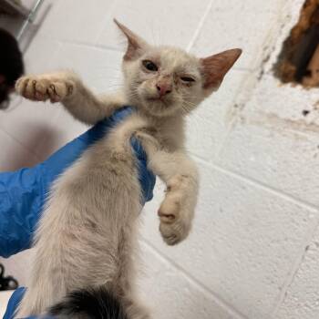 Benito -  Domestic Short Hair Cat for Adoption in Edinburg, Texas - Benito | PetCurious