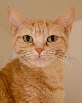 Connecticut -  Domestic Short Hair Cat for Adoption in Chamblee, Georgia - Connecticut | PetCurious