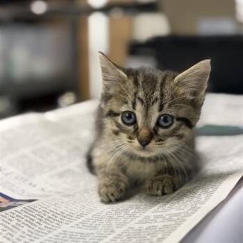 Domestic Short Hair Cats Available for Adoption in Houston, Texas - Sage | PetCurious