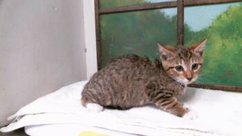 MELANIE -  Domestic Short Hair Cat for Adoption in Houston, Texas - MELANIE | PetCurious