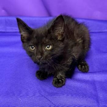 Rhys -  Domestic Short Hair Cat Available for Adoption in North Myrtle Beach, South Carolina - Rhys | PetCurious